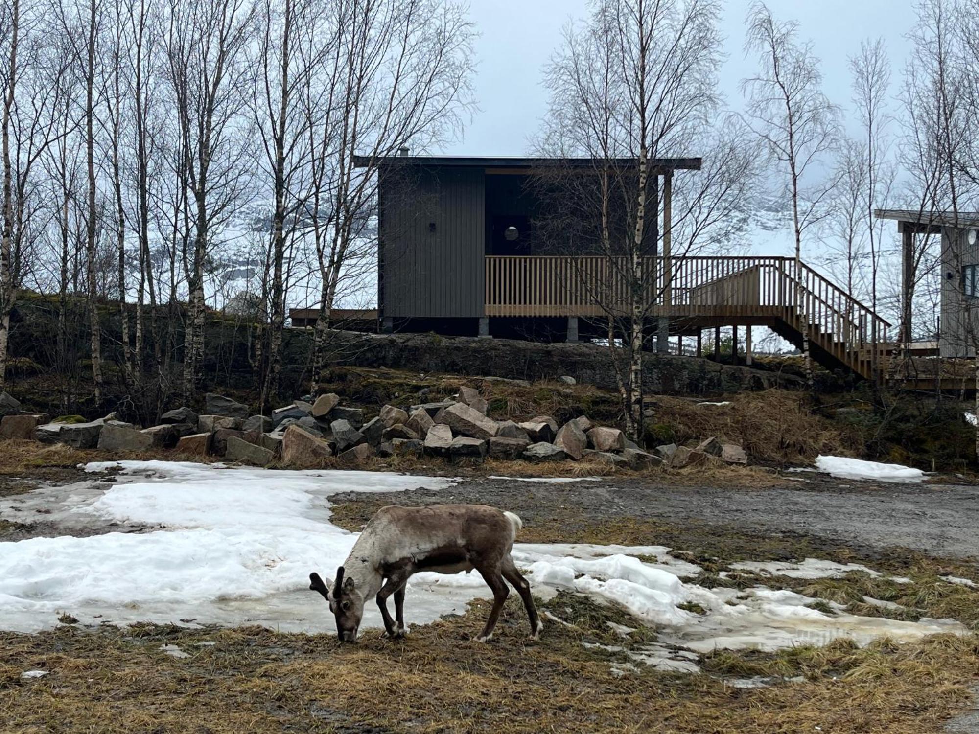 Efjord And Stetind Resort - Cabin Kobbernestinden Ballangen エクステリア 写真